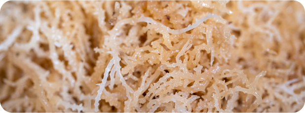 Is Sea Moss The Master Food?