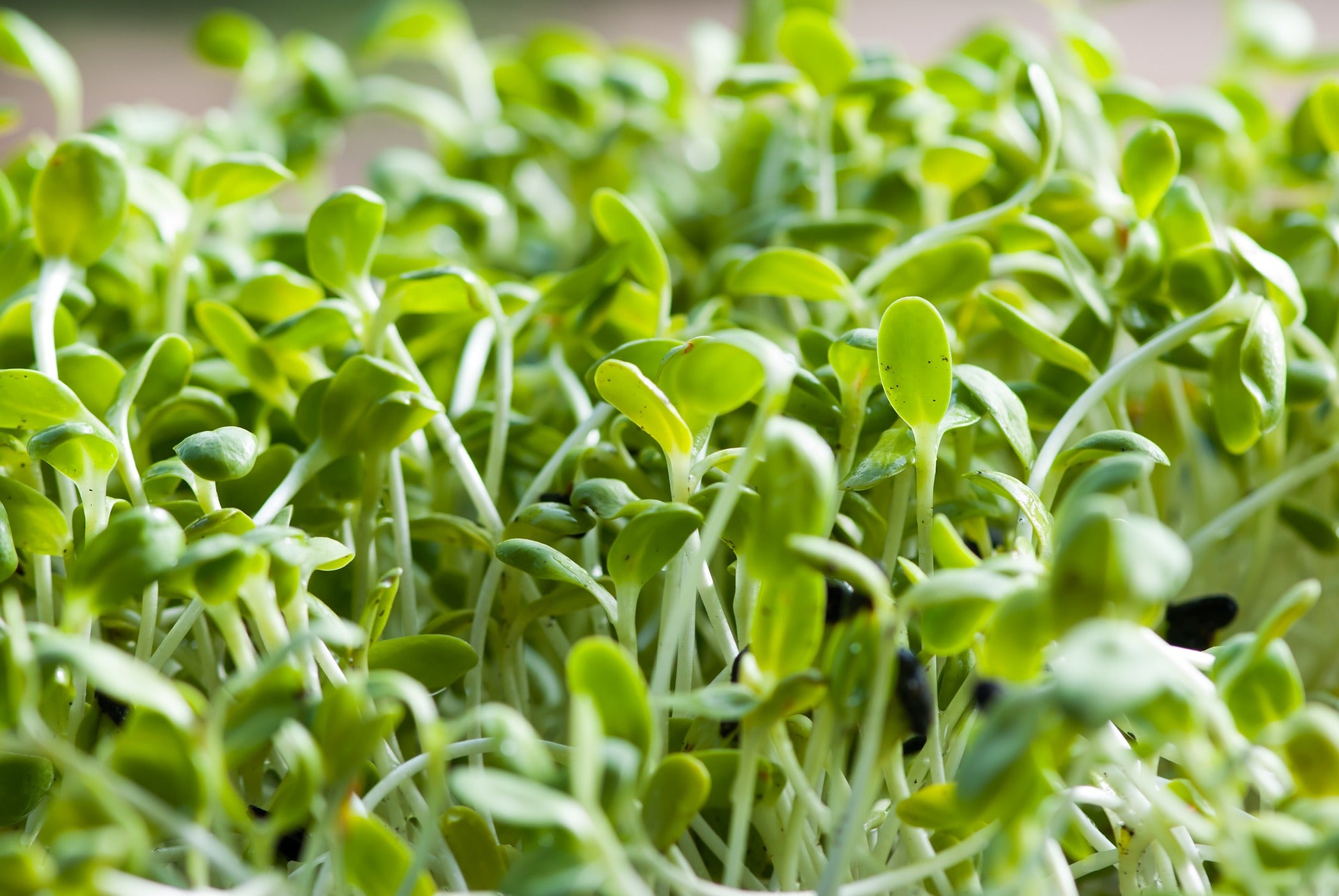 Alfalfa