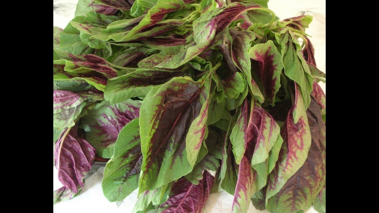 Amaranth Greens