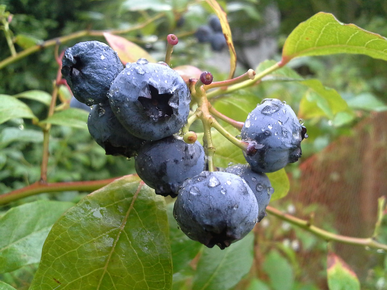 Bilberry
