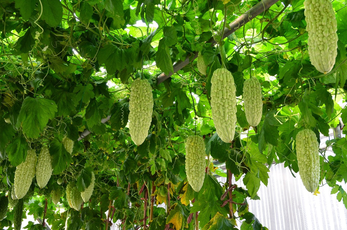 Bittermelon
