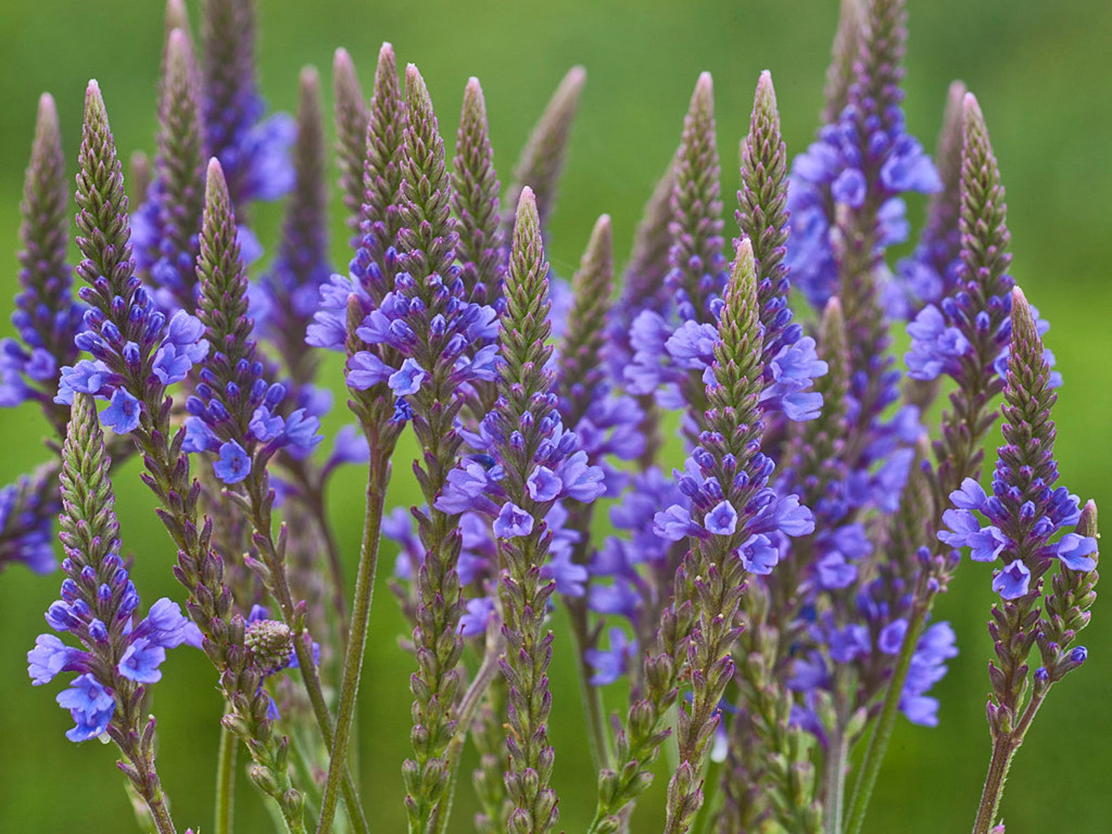 Blue Vervain