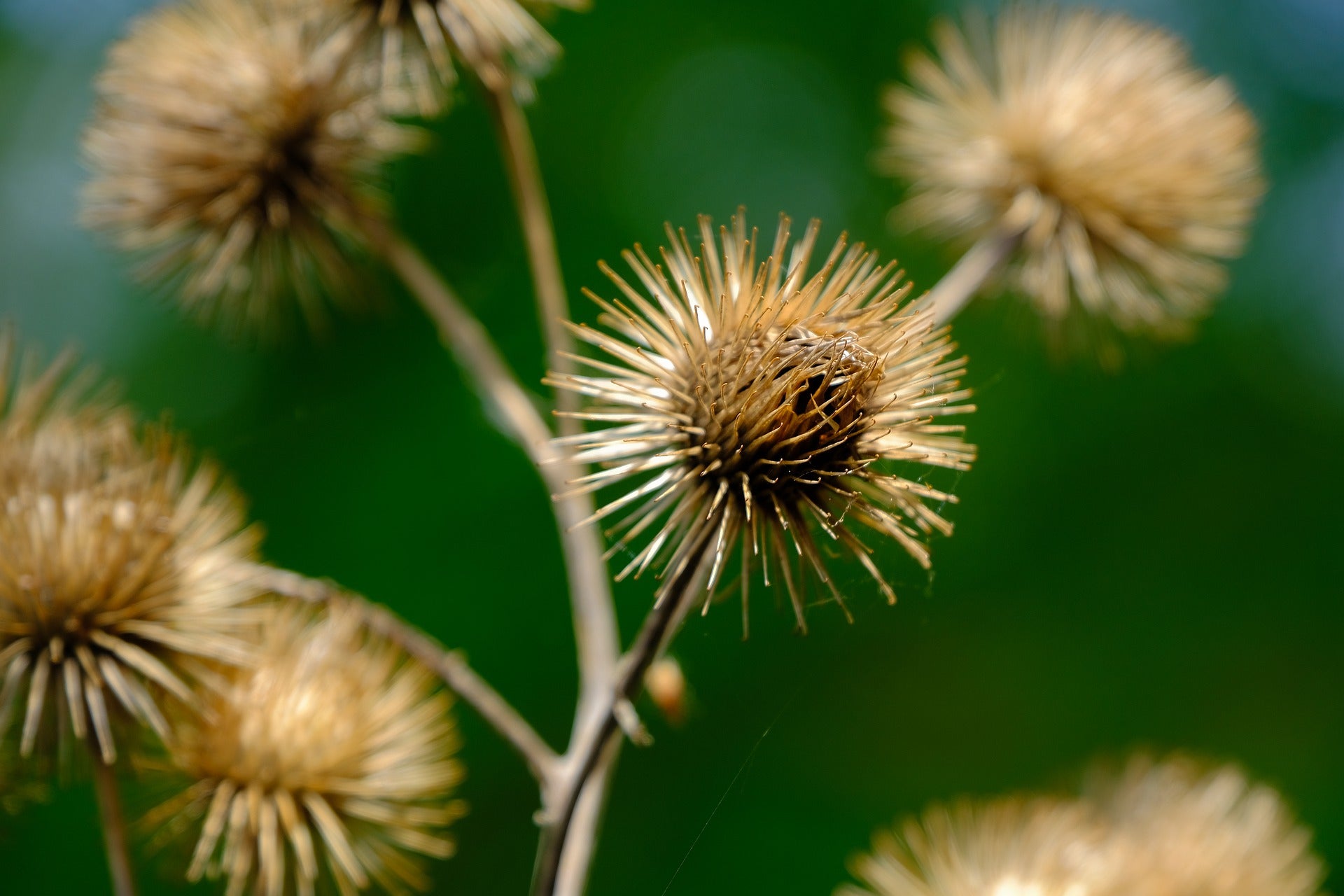 Burdock