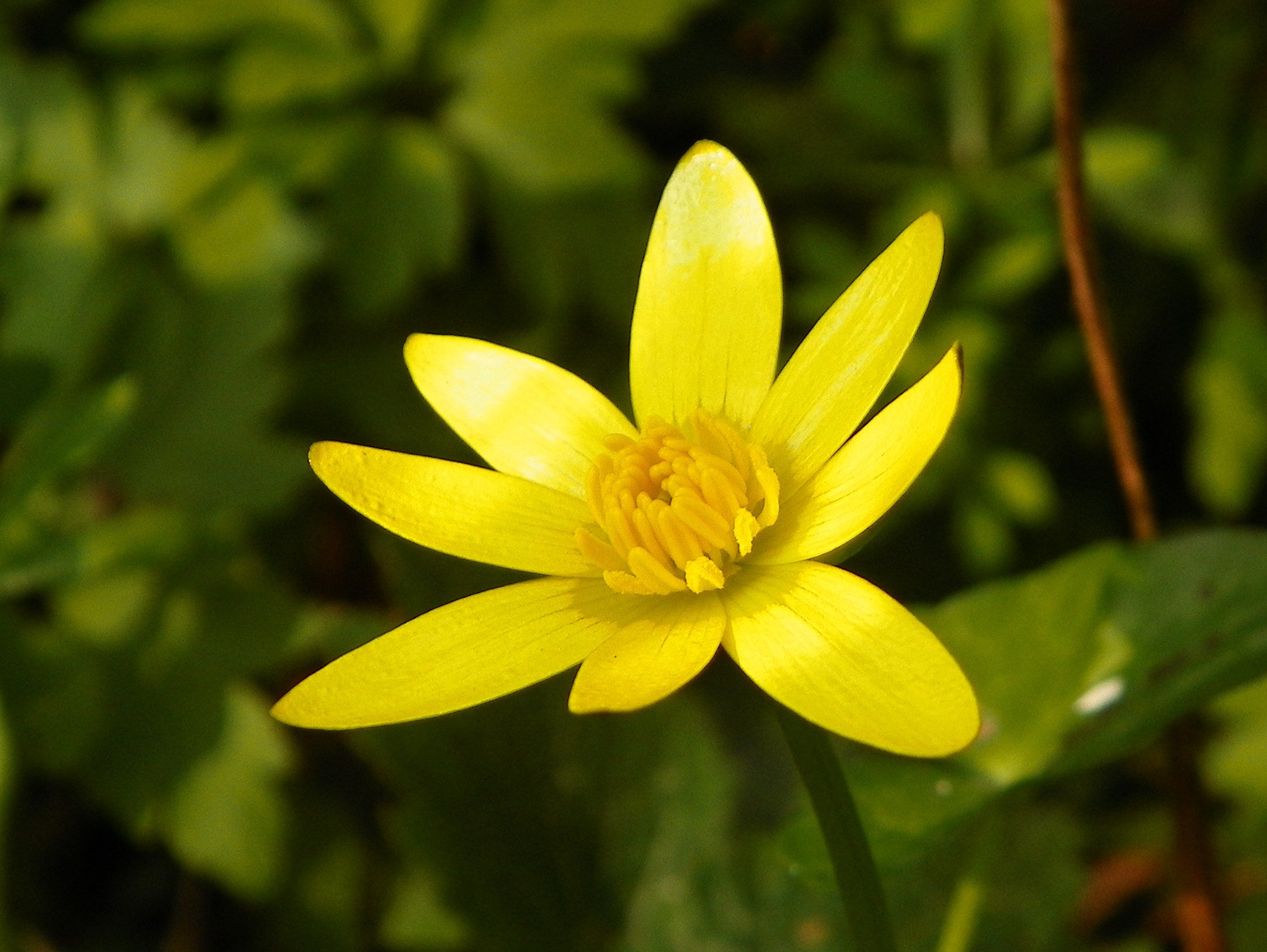 Celandine