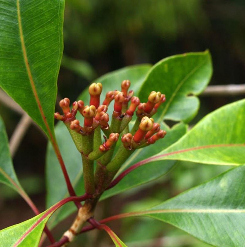 Cloves