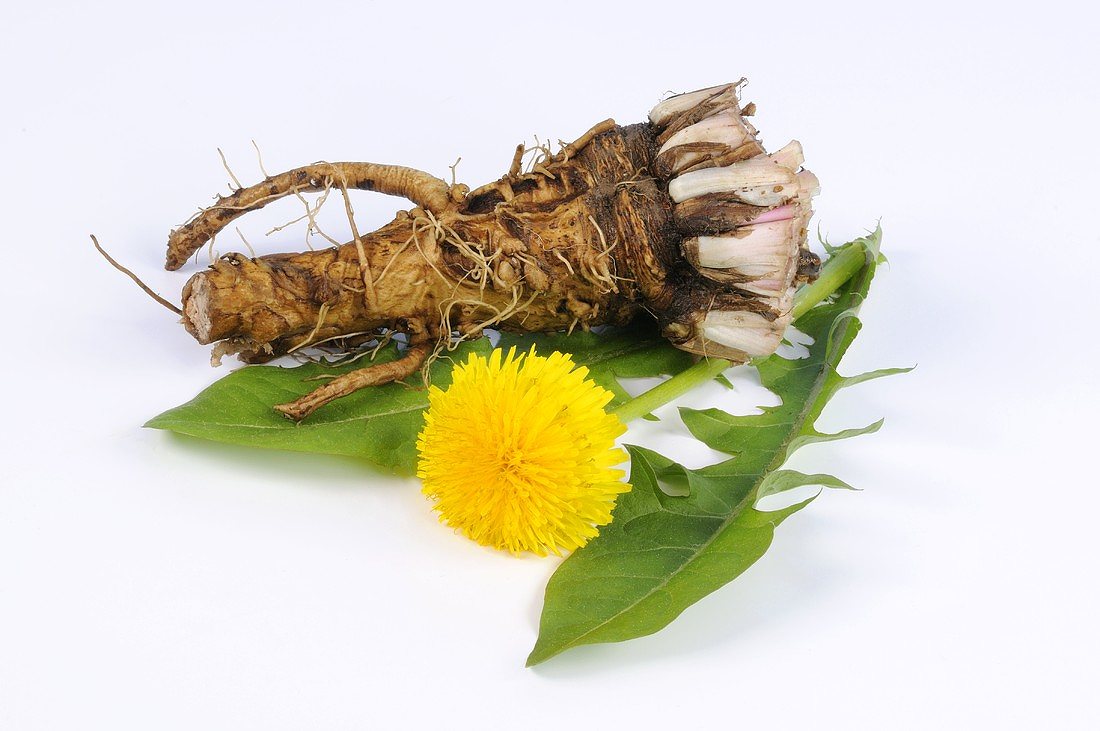 Dandelion Root