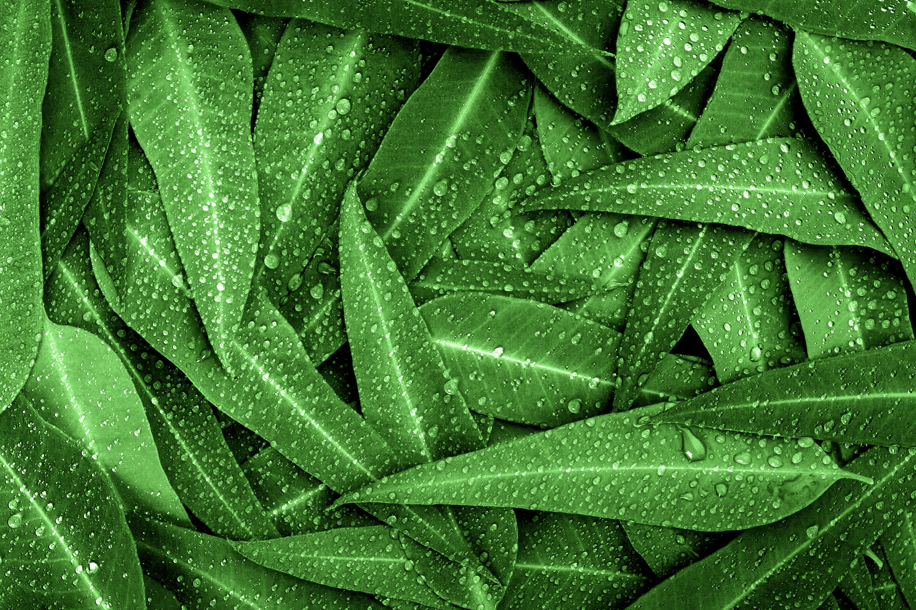 Eucalyptus