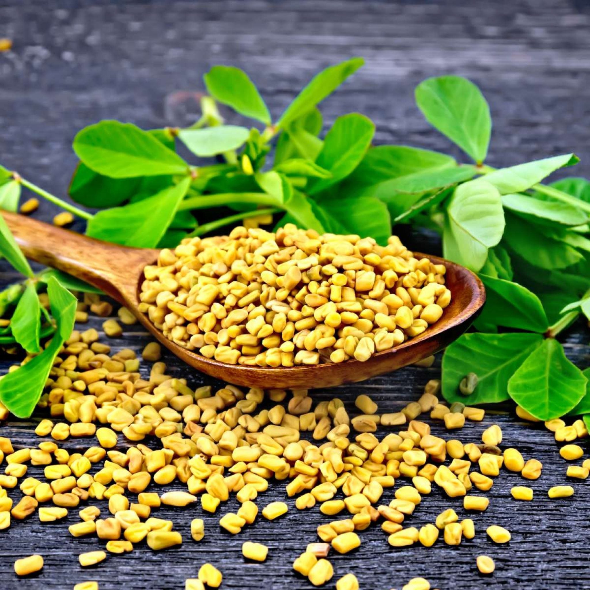 Fenugreek