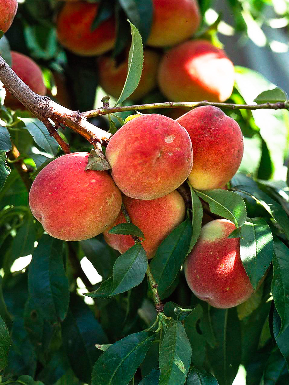 Fresh Peaches