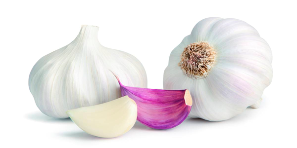 Garlic