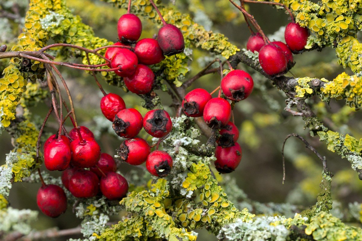 Hawthorne Berries