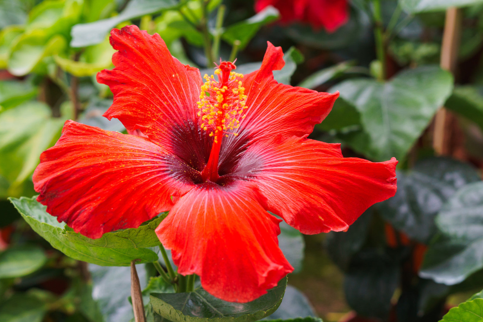 Hibiscus