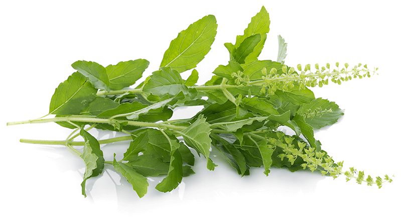 Holy Basil