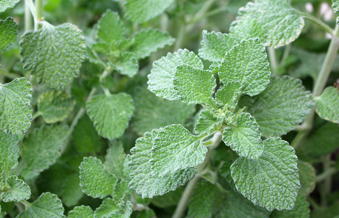 Horehound