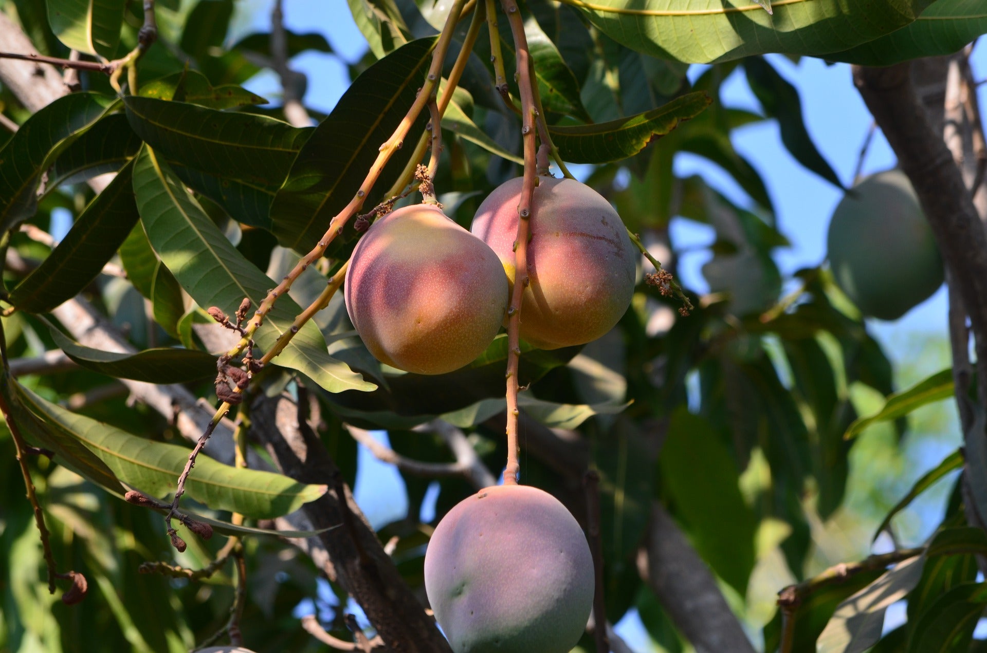 Fresh Mango