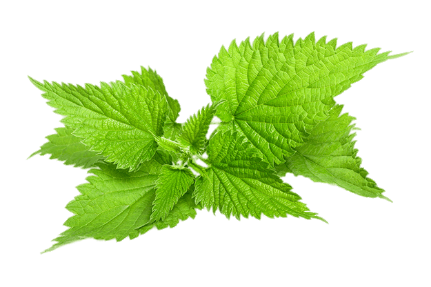 Neem