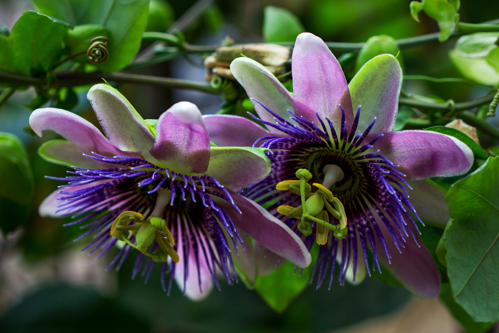 Passion Flower