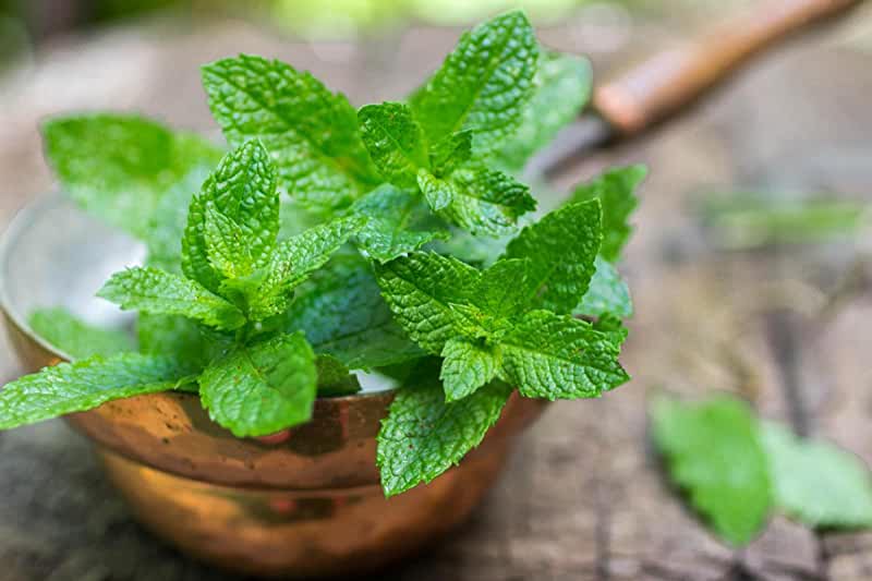 Peppermint Leaf