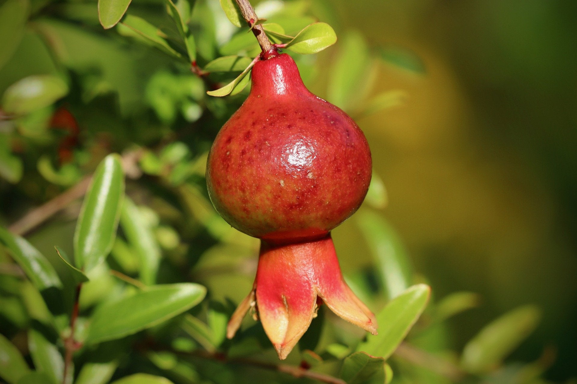 Pomegranate