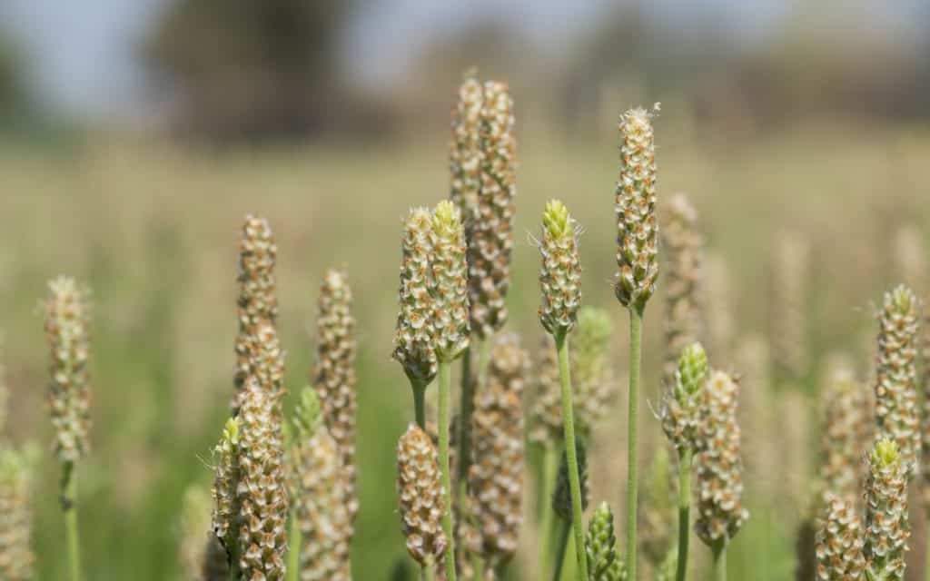 Pysllium Husks