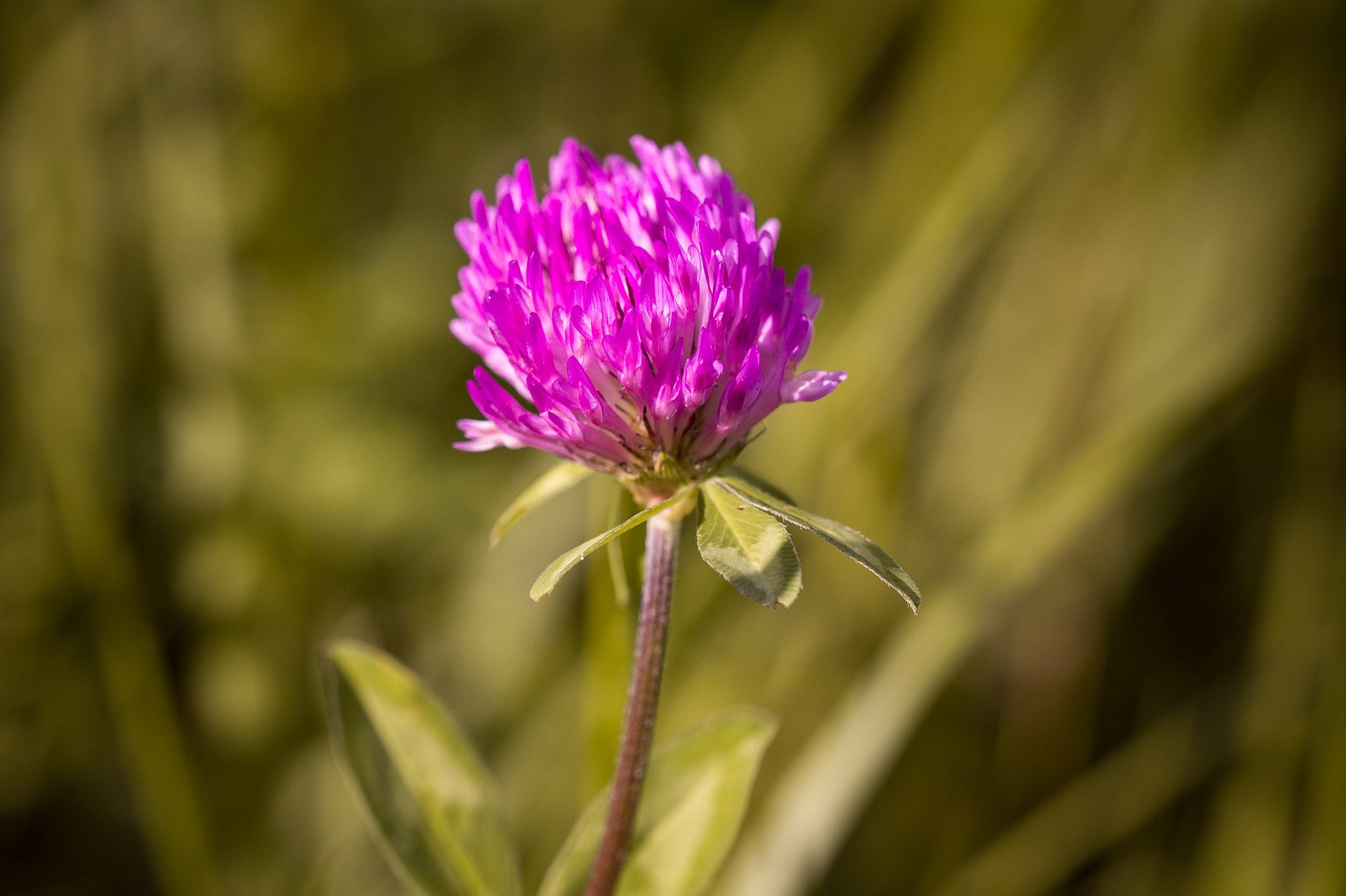 Red Clover