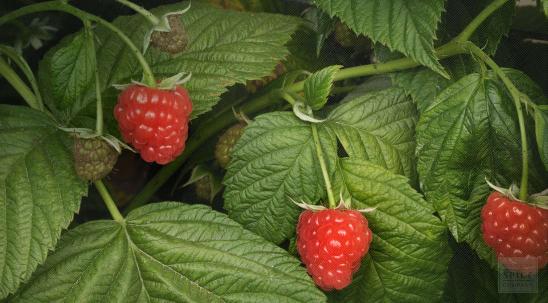 Red Raspberry Leaf