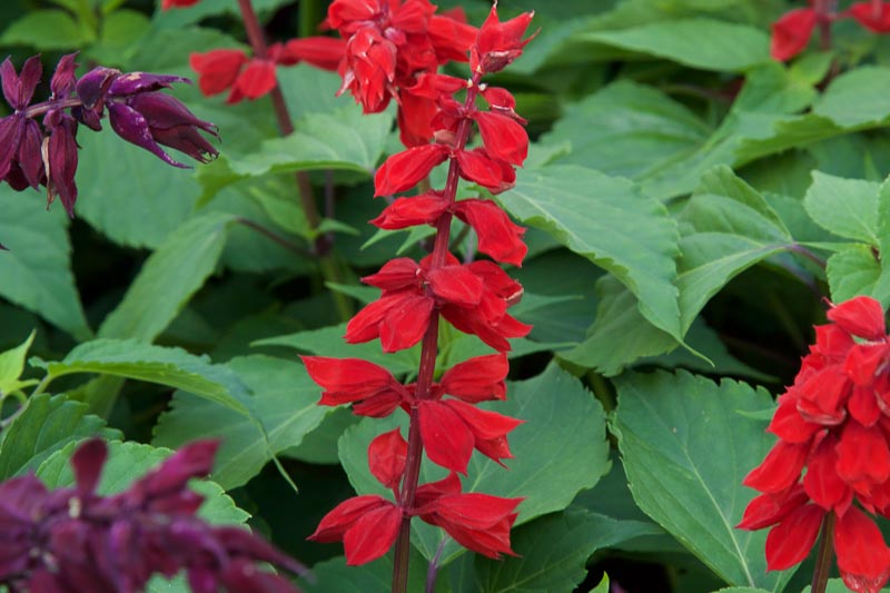 Red Sage