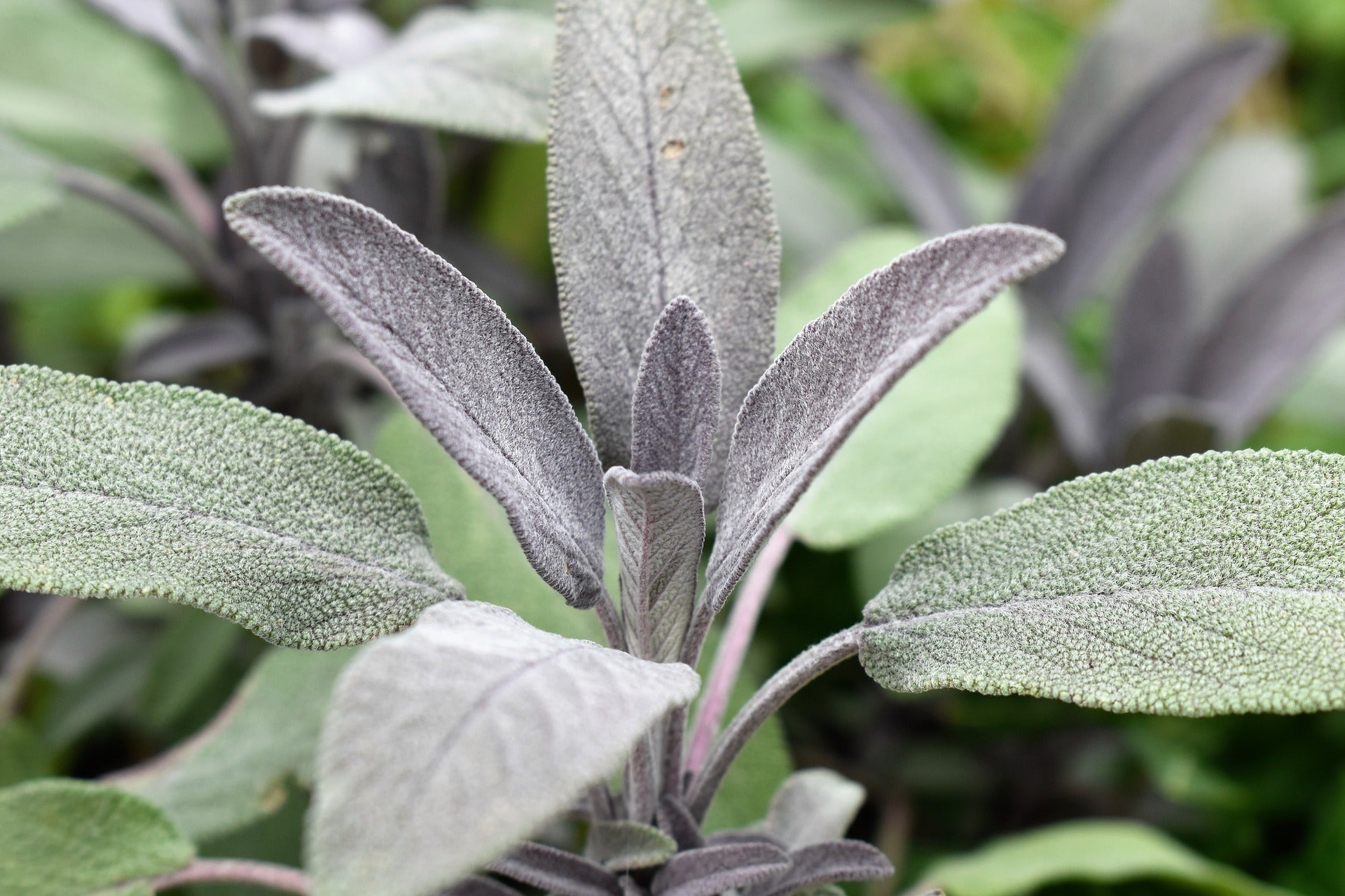 Sage