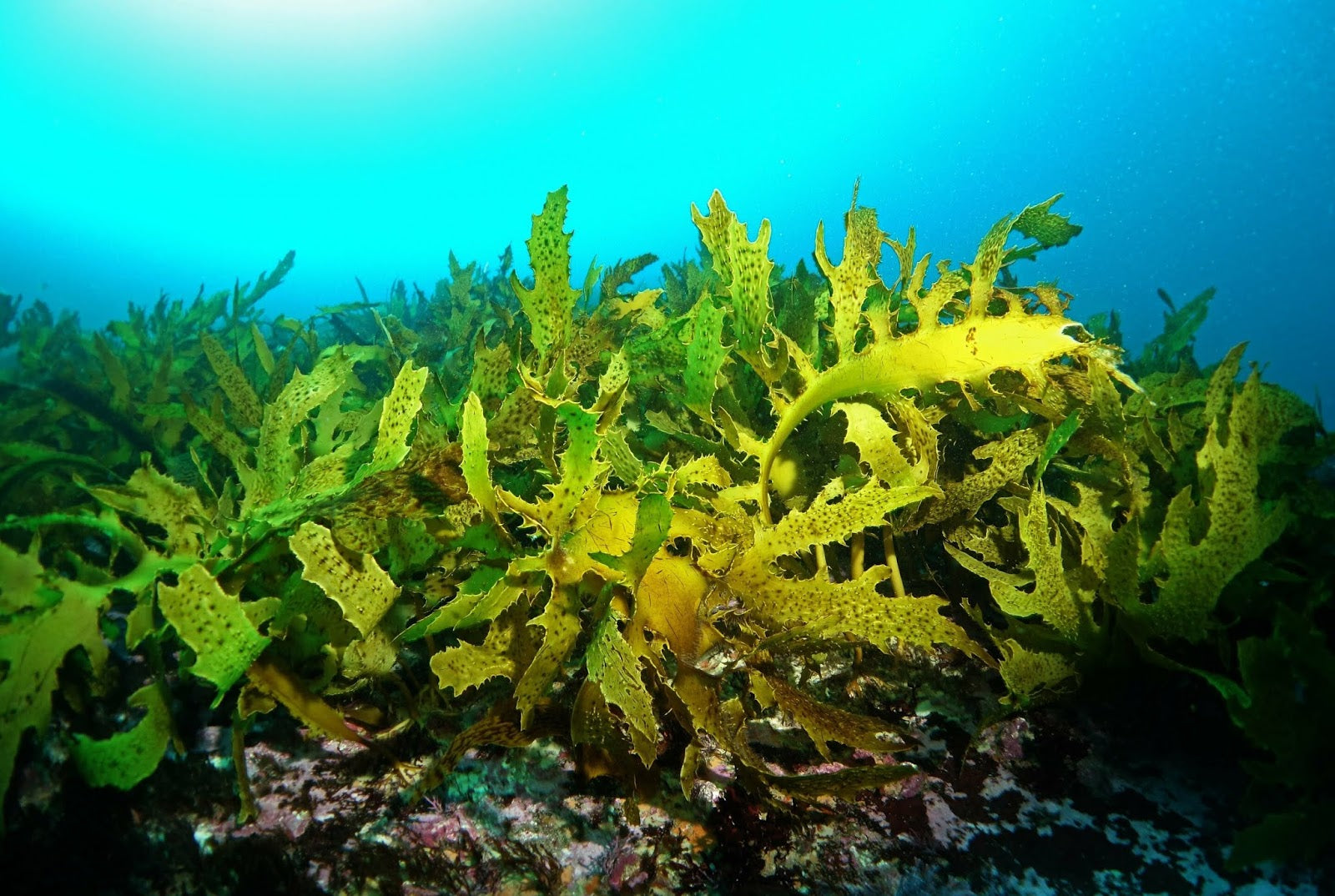 Sea Kelp