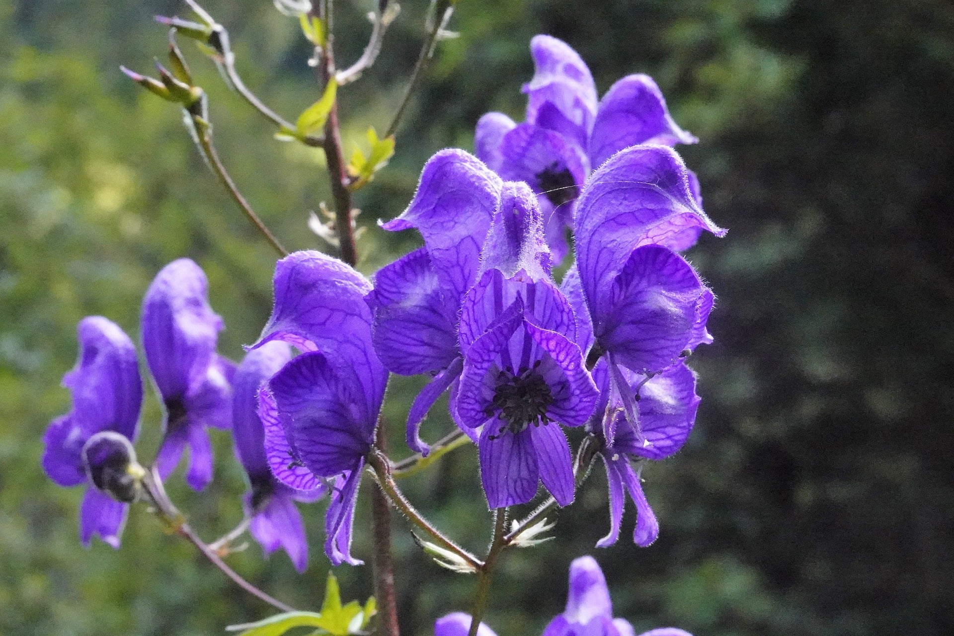 Skullcap
