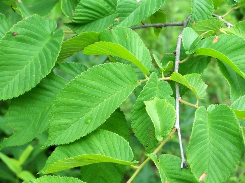 Slippery Elm