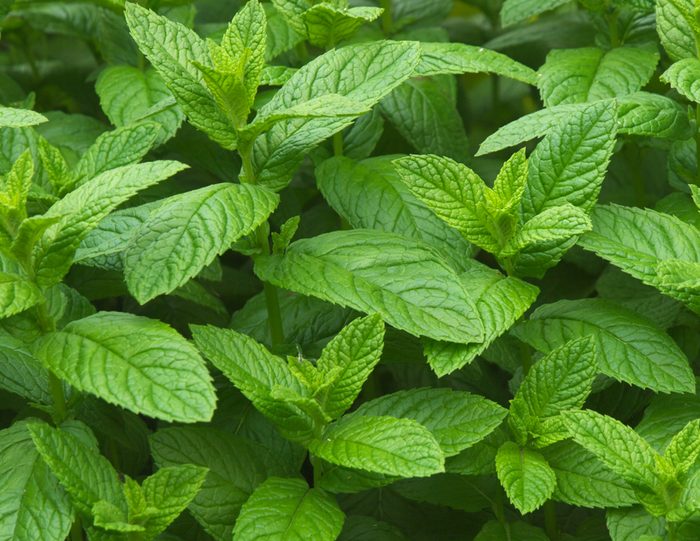 Spearmint