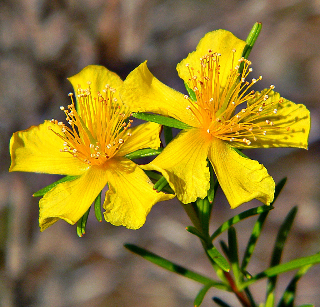 St John’s Wort