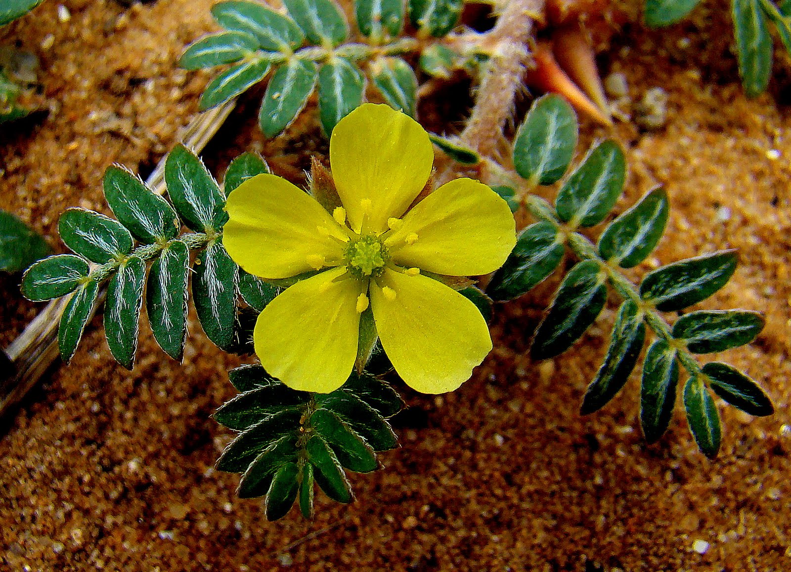 Tribulus Terretris