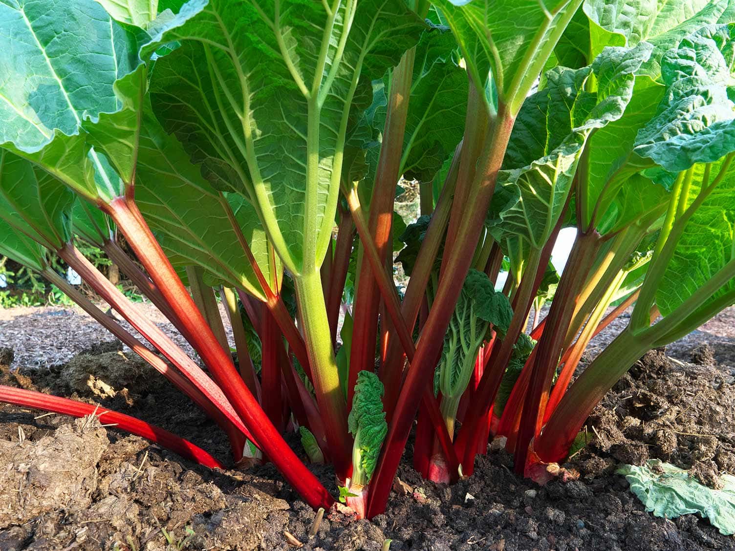 Turkey Rhubarb Root