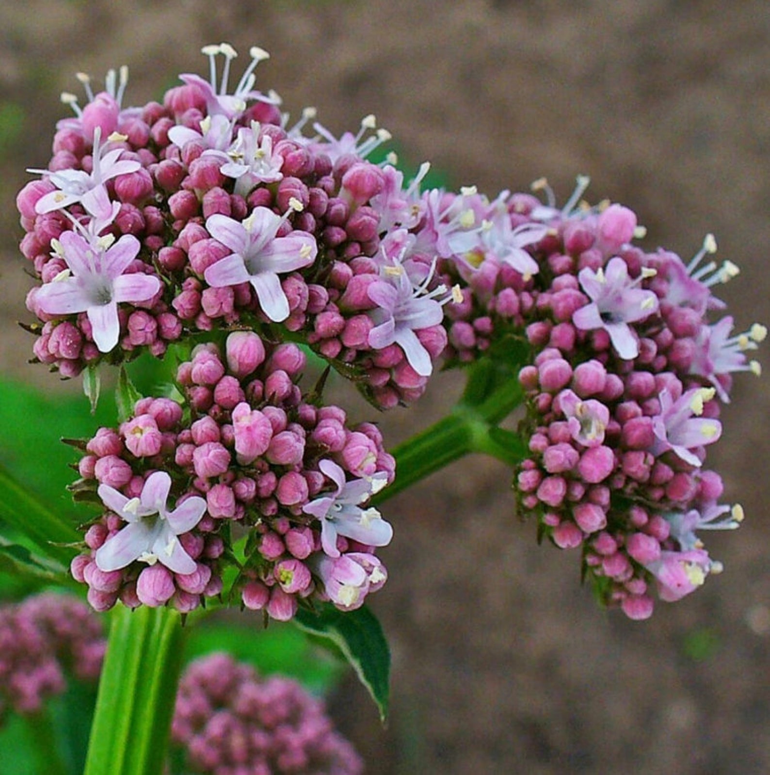 Valerian