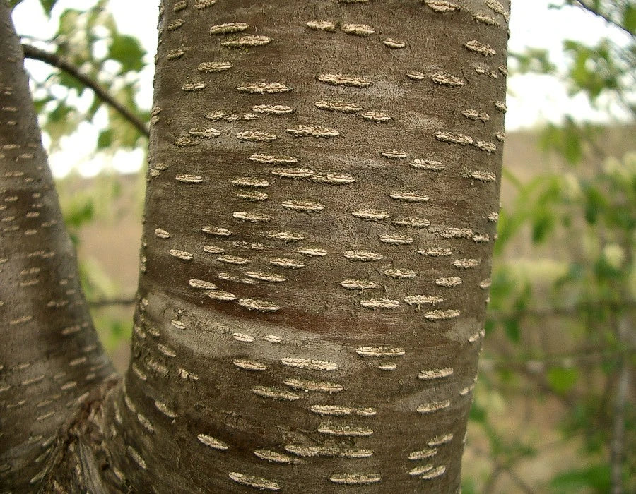 Wild Black Cherry Bark