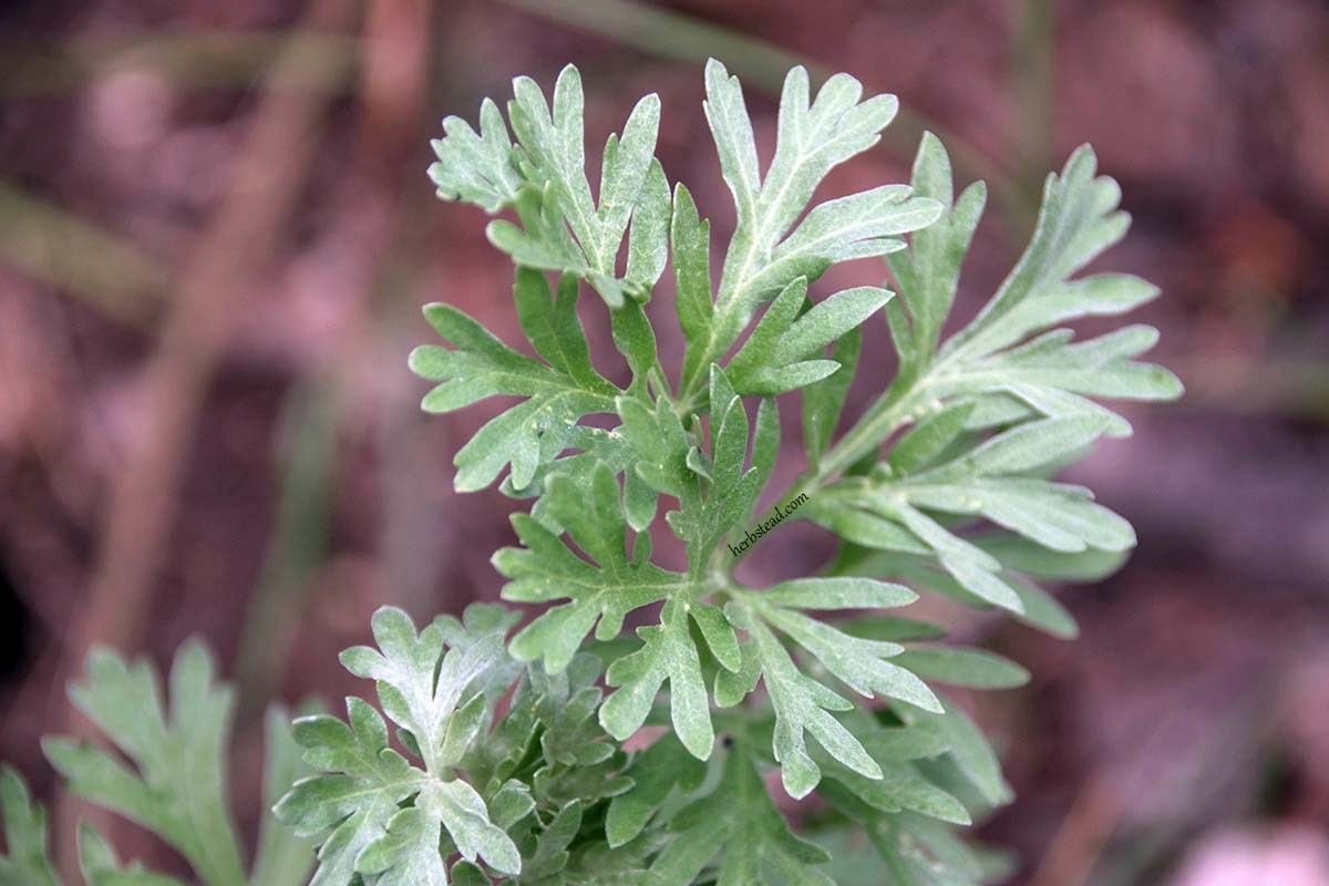 Wormwood