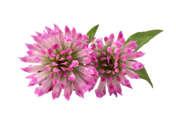Red Clover